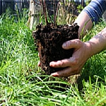 Kitchen Garden
